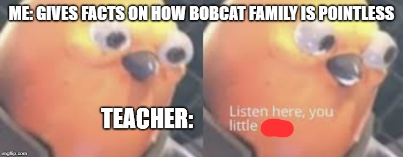 Listen here you little shit bird | ME: GIVES FACTS ON HOW BOBCAT FAMILY IS POINTLESS; TEACHER: | image tagged in listen here you little shit bird | made w/ Imgflip meme maker