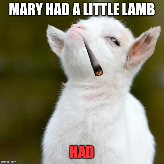 Mary had a little lamb... | MARY HAD A LITTLE LAMB; HAD | image tagged in suspicious lamb,memes,funny,mary,lamb,09pandaboy | made w/ Imgflip meme maker