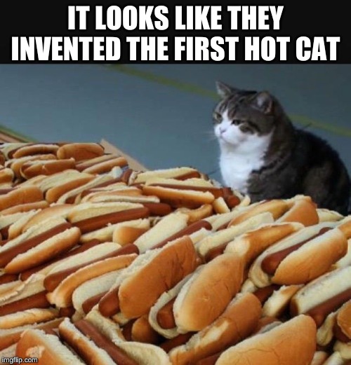 Cat hotdogs | IT LOOKS LIKE THEY INVENTED THE FIRST HOT CAT | image tagged in cat hotdogs | made w/ Imgflip meme maker
