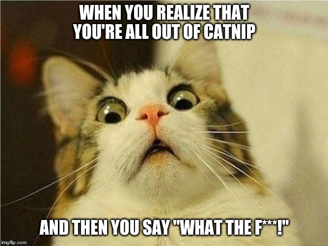 Suprised Cat | WHEN YOU REALIZE THAT YOU'RE ALL OUT OF CATNIP; AND THEN YOU SAY "WHAT THE F***!" | image tagged in suprised cat | made w/ Imgflip meme maker