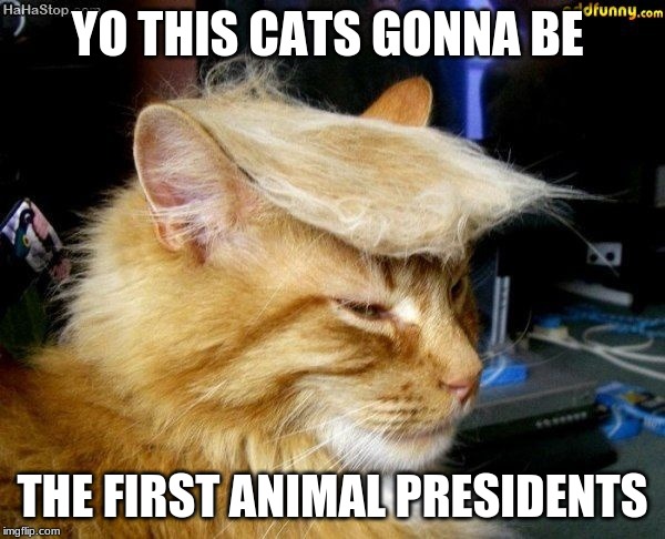 donald trump cat | YO THIS CATS GONNA BE; THE FIRST ANIMAL PRESIDENTS | image tagged in donald trump cat | made w/ Imgflip meme maker