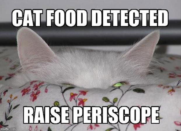 cat food | image tagged in up periscope,funny cats,food | made w/ Imgflip meme maker