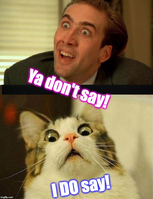 Ya don't say! I DO say! | image tagged in memes,scared cat,ya don't say | made w/ Imgflip meme maker