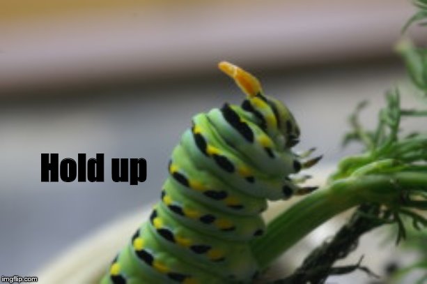 Angry Caterpillar | Hold up | image tagged in angry caterpillar | made w/ Imgflip meme maker