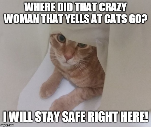 Cat Hiding | WHERE DID THAT CRAZY WOMAN THAT YELLS AT CATS GO? I WILL STAY SAFE RIGHT HERE! | image tagged in sneaky cat,scared cat,woman yelling at cat,hiding from serial killer | made w/ Imgflip meme maker