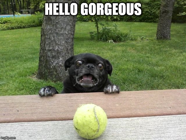 Pug Tennis Ball | HELLO GORGEOUS | image tagged in pug tennis ball | made w/ Imgflip meme maker