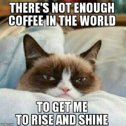 grumpy cat needs coffee | image tagged in grumpy,cat,coffee | made w/ Imgflip meme maker