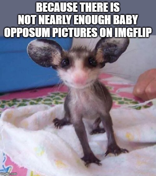 baby possum | BECAUSE THERE IS NOT NEARLY ENOUGH BABY OPPOSUM PICTURES ON IMGFLIP | image tagged in cuteness,oppossum | made w/ Imgflip meme maker