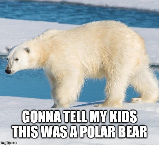 GONNA TELL MY KIDS THIS WAS A POLAR BEAR | image tagged in climate,climate change,animals,earth | made w/ Imgflip meme maker