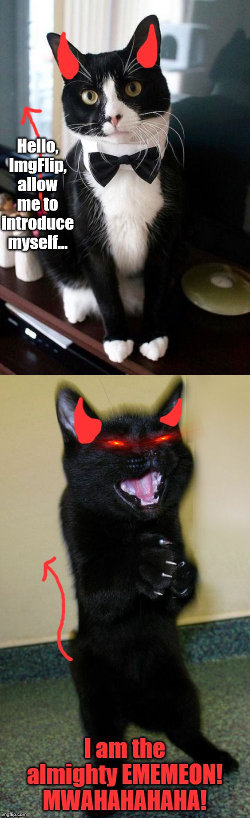 Hello, ImgFlip, allow me to introduce myself... I am the almighty EMEMEON! MWAHAHAHAHA! | image tagged in evil cat | made w/ Imgflip meme maker