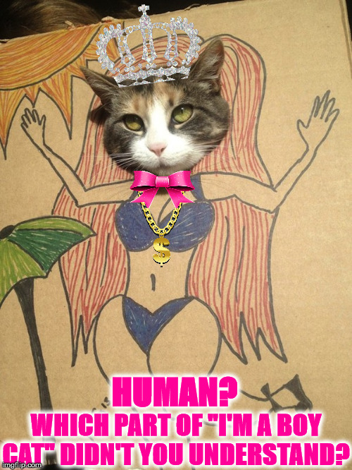 I'M A BOY | WHICH PART OF "I'M A BOY CAT" DIDN'T YOU UNDERSTAND? HUMAN? | image tagged in i'm a boy | made w/ Imgflip meme maker