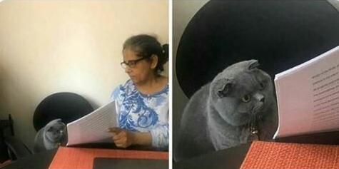 High Quality Wrong answer cat Blank Meme Template