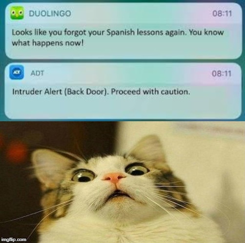 Duolingo intruder | image tagged in duolingo | made w/ Imgflip meme maker