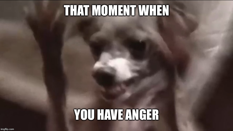 When you run out of ideas | THAT MOMENT WHEN; YOU HAVE ANGER | image tagged in dumb,dog,mad,anger,meme | made w/ Imgflip meme maker