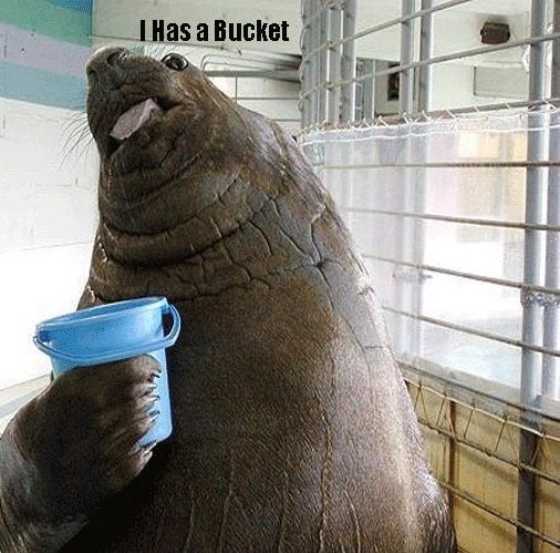 High Quality Walrus bucket meme Blank Meme Template