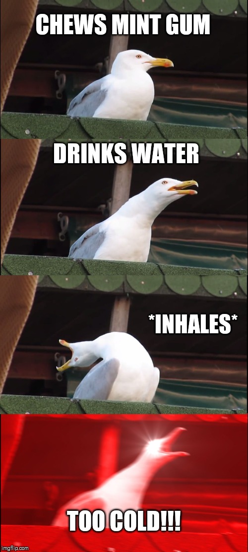 Inhaling Seagull | CHEWS MINT GUM; DRINKS WATER; *INHALES*; TOO COLD!!! | image tagged in memes,inhaling seagull | made w/ Imgflip meme maker