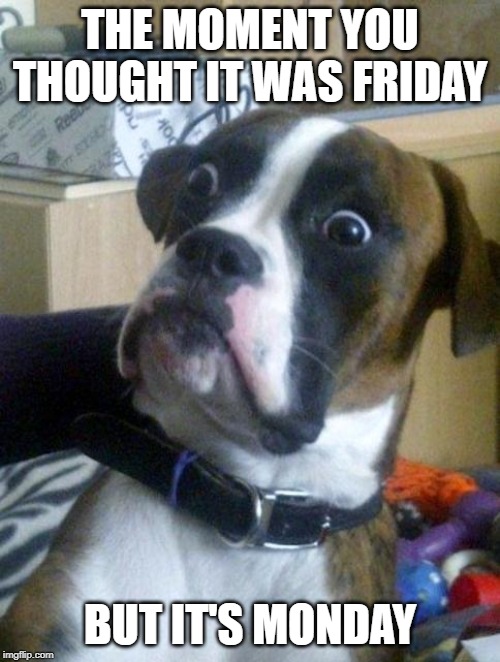 Suprised Boxer | THE MOMENT YOU THOUGHT IT WAS FRIDAY; BUT IT'S MONDAY | image tagged in suprised boxer | made w/ Imgflip meme maker