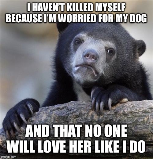 Confession Bear Meme - Imgflip