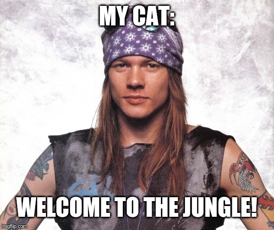 Young Axel Rose | MY CAT: WELCOME TO THE JUNGLE! | image tagged in young axel rose | made w/ Imgflip meme maker