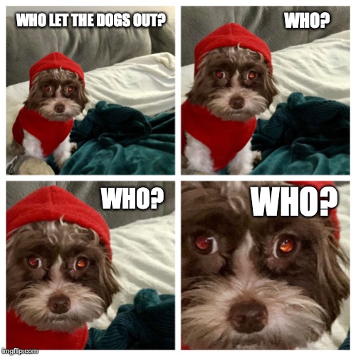 Where the dogs at? | WHO? WHO LET THE DOGS OUT? WHO? WHO? | image tagged in where the dogs at,dogs,funny,funny dogs | made w/ Imgflip meme maker