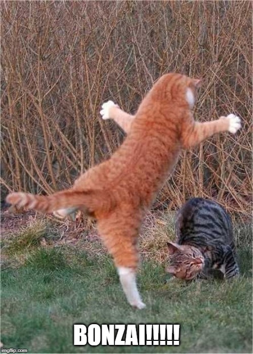 Cat Fight | BONZAI!!!!! | image tagged in cat | made w/ Imgflip meme maker
