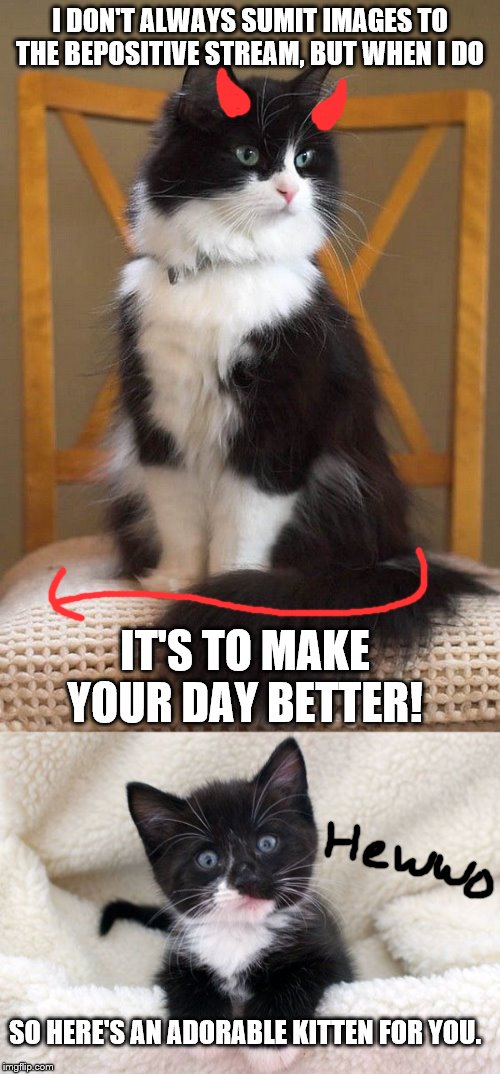 I DON'T ALWAYS SUMIT IMAGES TO THE BEPOSITIVE STREAM, BUT WHEN I DO; IT'S TO MAKE YOUR DAY BETTER! SO HERE'S AN ADORABLE KITTEN FOR YOU. | image tagged in cute cat | made w/ Imgflip meme maker