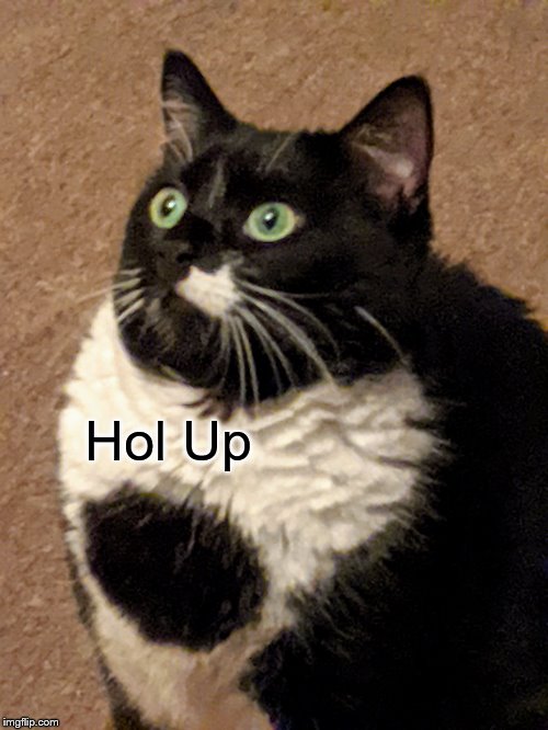 Puffed up Cat | Hol Up | image tagged in puffed up cat | made w/ Imgflip meme maker