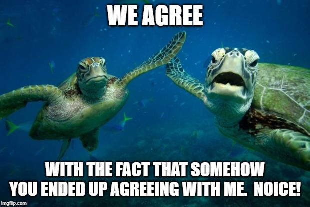 turtle high five | WE AGREE WITH THE FACT THAT SOMEHOW YOU ENDED UP AGREEING WITH ME.  NOICE! | image tagged in turtle high five | made w/ Imgflip meme maker