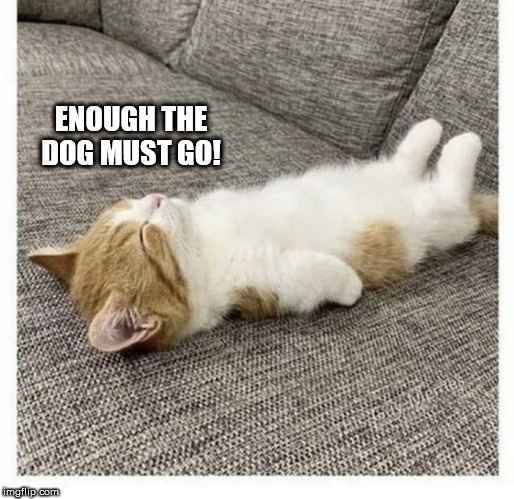 cat | ENOUGH THE DOG MUST GO! | image tagged in cat | made w/ Imgflip meme maker