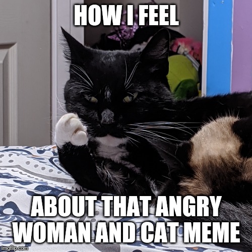 Middle finger cat | HOW I FEEL; ABOUT THAT ANGRY WOMAN AND CAT MEME | image tagged in cats,middle finger,angry | made w/ Imgflip meme maker