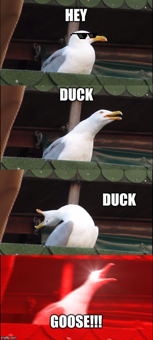 Inhaling Seagull Meme | HEY; DUCK; DUCK; GOOSE!!! | image tagged in memes,inhaling seagull | made w/ Imgflip meme maker