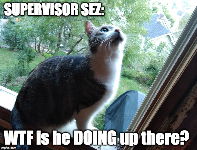 SUPERVISOR SEZ:; WTF is he DOING up there? | image tagged in cats | made w/ Imgflip meme maker