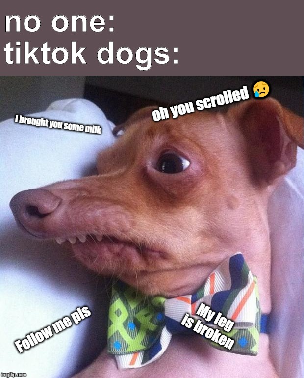 Tuna the dog (Phteven) | no one:
tiktok dogs:; oh you scrolled 😥; I brought you some milk; My leg is broken; Follow me pls | image tagged in tuna the dog phteven | made w/ Imgflip meme maker