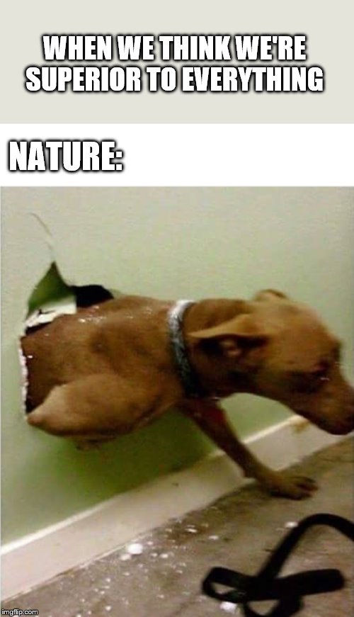 Dog breaking the wall | WHEN WE THINK WE'RE SUPERIOR TO EVERYTHING; NATURE: | image tagged in dog breaking the wall | made w/ Imgflip meme maker
