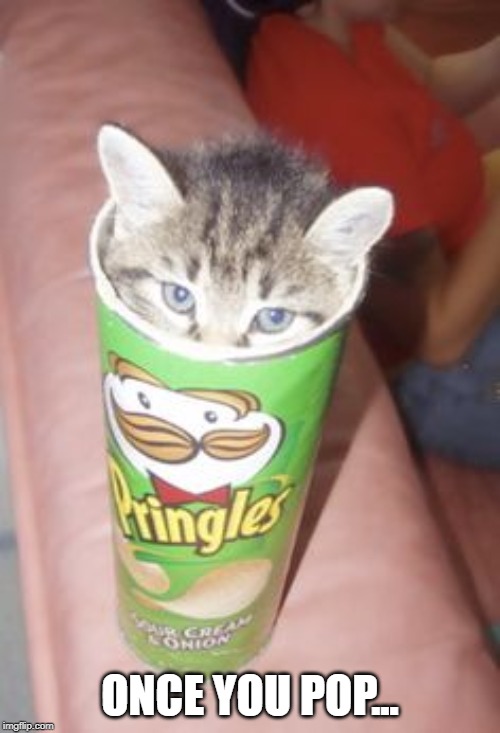 Sour Cream Much? | ONCE YOU POP... | image tagged in funny cat | made w/ Imgflip meme maker