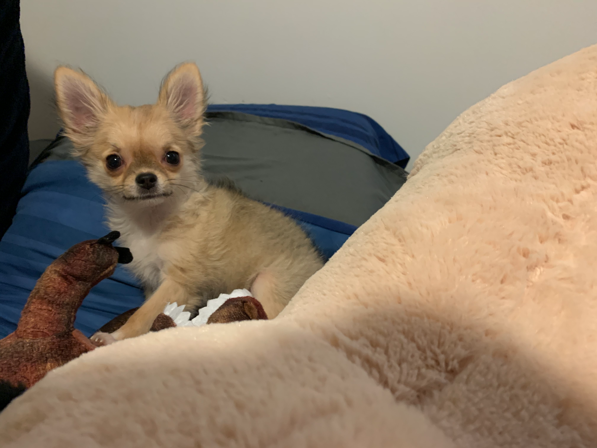 Plotting Chihuahua Blank Meme Template