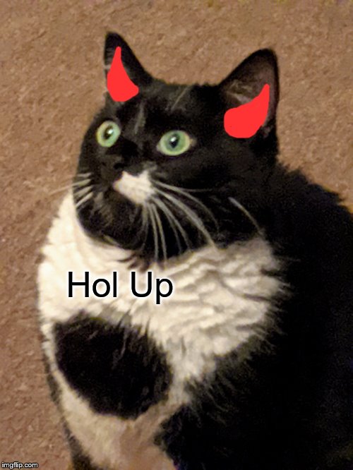 Puffed up Cat | Hol Up | image tagged in puffed up cat | made w/ Imgflip meme maker