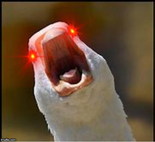 Screaming duck | image tagged in screaming duck | made w/ Imgflip meme maker