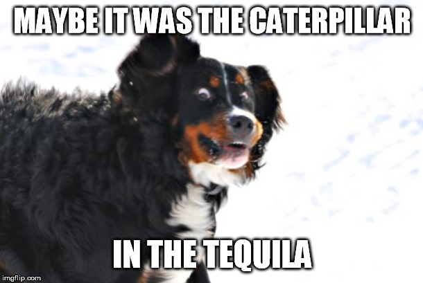 Crazy Dawg Meme | MAYBE IT WAS THE CATERPILLAR IN THE TEQUILA | image tagged in memes,crazy dawg | made w/ Imgflip meme maker