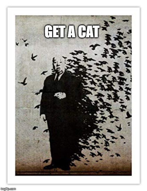 apropos | GET A CAT | image tagged in apropos | made w/ Imgflip meme maker