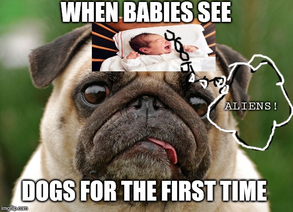 WHEN BABIES SEE DOGS | WHEN BABIES SEE; ALIENS! DOGS FOR THE FIRST TIME | image tagged in babies | made w/ Imgflip meme maker