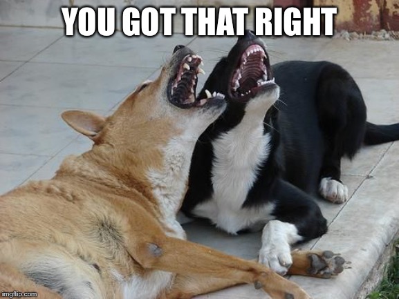 Dogs laughing | YOU GOT THAT RIGHT | image tagged in dogs laughing | made w/ Imgflip meme maker