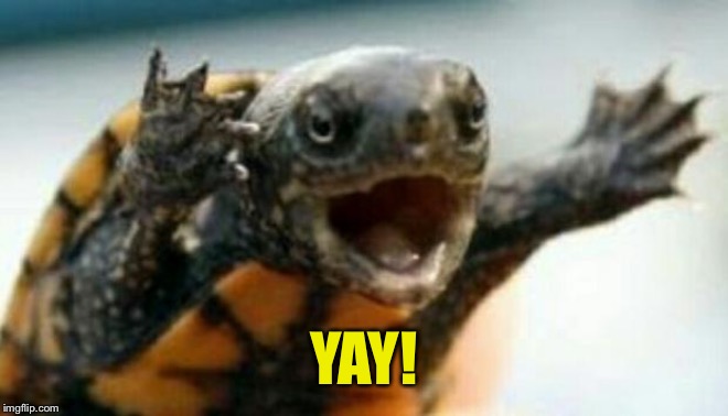 Turtle Say What? | YAY! | image tagged in turtle say what | made w/ Imgflip meme maker