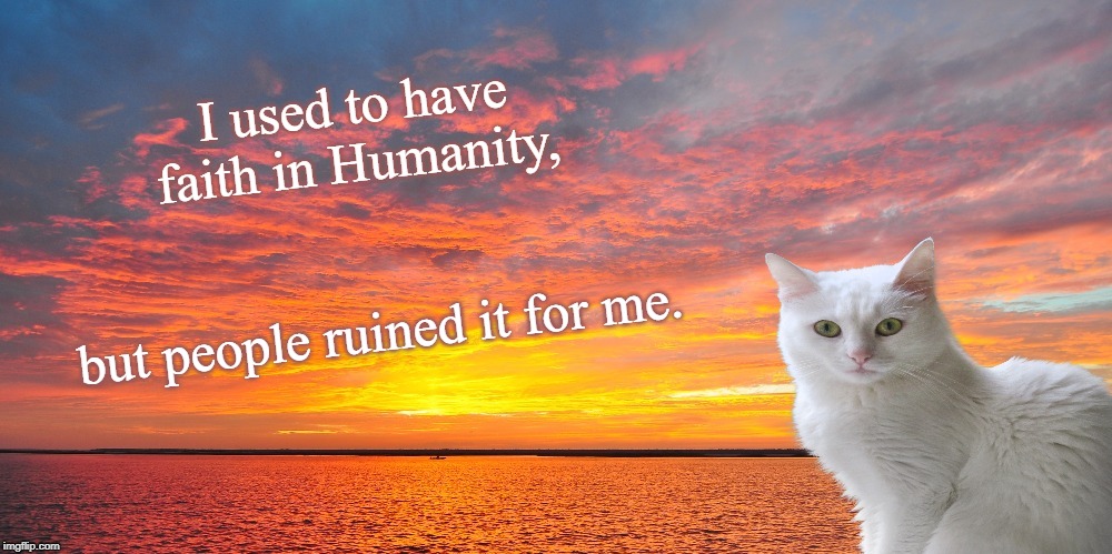Honest Cat | I used to have faith in Humanity, but people ruined it for me. | image tagged in honest cat | made w/ Imgflip meme maker