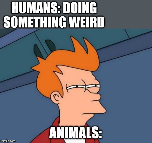 Futurama Fry | HUMANS: DOING SOMETHING WEIRD; ANIMALS: | image tagged in memes,futurama fry | made w/ Imgflip meme maker