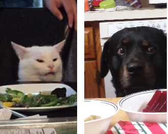 White cat dog screaming lady Blank Meme Template