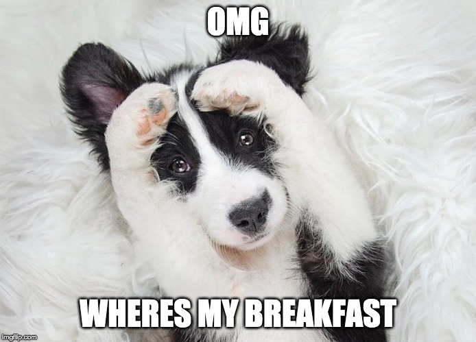 OMG; WHERES MY BREAKFAST | image tagged in border collie,breakfast | made w/ Imgflip meme maker