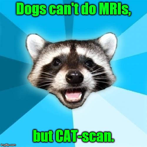 Lame Pun Coon | Dogs can't do MRIs, but CAT-scan. | image tagged in memes,lame pun coon | made w/ Imgflip meme maker