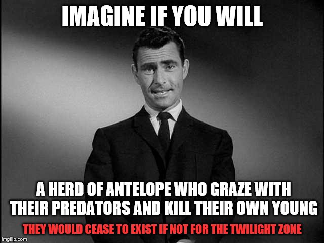 rod serling twilight zone | IMAGINE IF YOU WILL; A HERD OF ANTELOPE WHO GRAZE WITH THEIR PREDATORS AND KILL THEIR OWN YOUNG; THEY WOULD CEASE TO EXIST IF NOT FOR THE TWILIGHT ZONE | image tagged in rod serling twilight zone,memes,politics | made w/ Imgflip meme maker