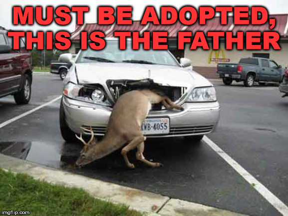 Oh deer | MUST BE ADOPTED, THIS IS THE FATHER | image tagged in oh deer | made w/ Imgflip meme maker